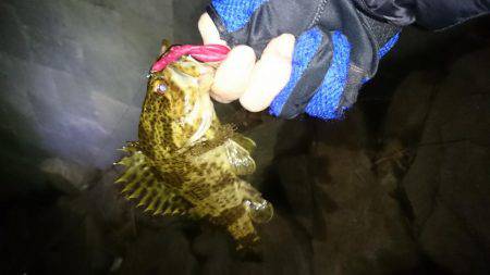 尺タケノコメバル！