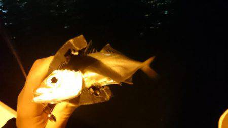 初釣りアジング