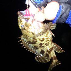 南芦屋浜タケノコメバルガシラ9匹！