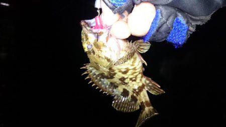 南芦屋浜タケノコメバルガシラ9匹！