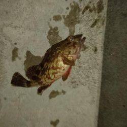 寒い中のメバリング