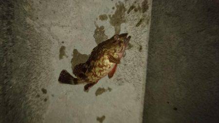 寒い中のメバリング