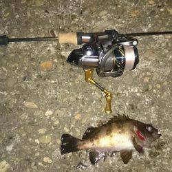 アジング釣行記