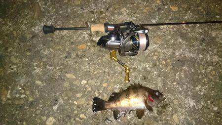 アジング釣行記