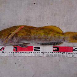 若狭湾ライトジギンgooー