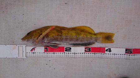 若狭湾ライトジギンgooー