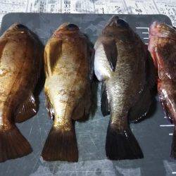 日中にまったりと