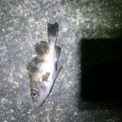 極寒メバリング