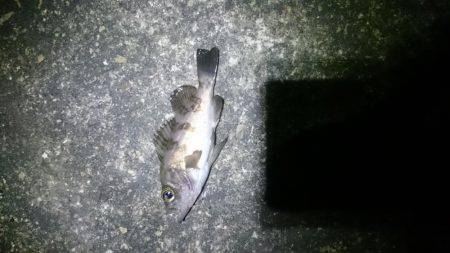 極寒メバリング