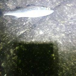 渋かったです。