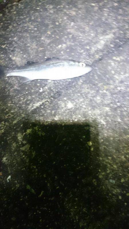 渋かったです。