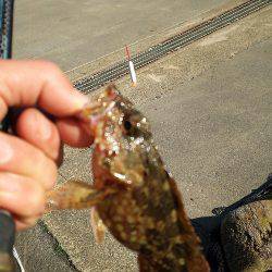 今年もガシラは付き合いがいい