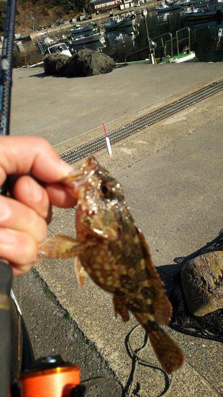 今年もガシラは付き合いがいい