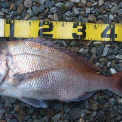 初めてのマダイ