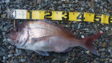 初めてのマダイ