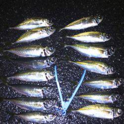 雨の中期待を裏切らない尺アジ