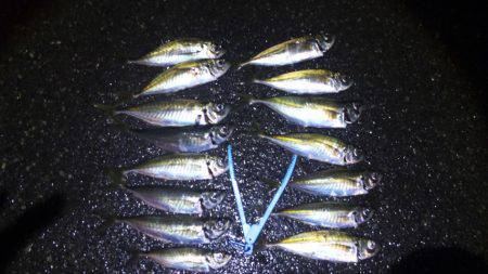 雨の中期待を裏切らない尺アジ