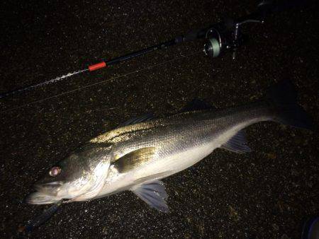 ナイトシーバス