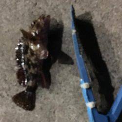 やっぱり寒すぎ