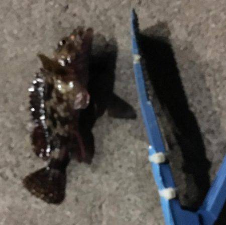 やっぱり寒すぎ