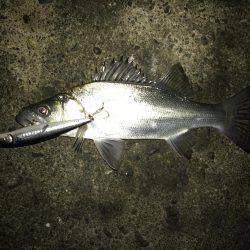 今年の初魚は！