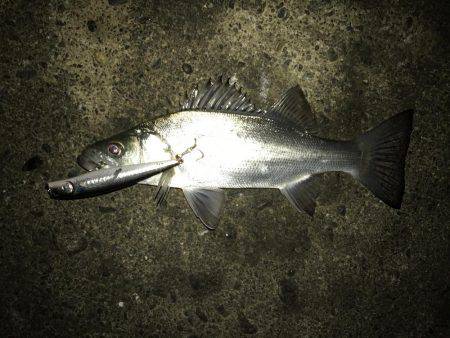 今年の初魚は！