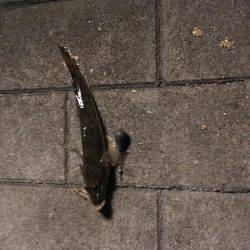 落とし込み釣り