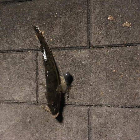 落とし込み釣り