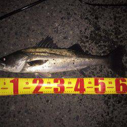 ショアジギ出来ないから….