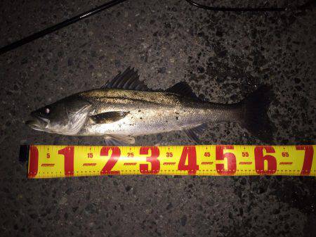 ショアジギ出来ないから….