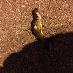 初釣りメバリング