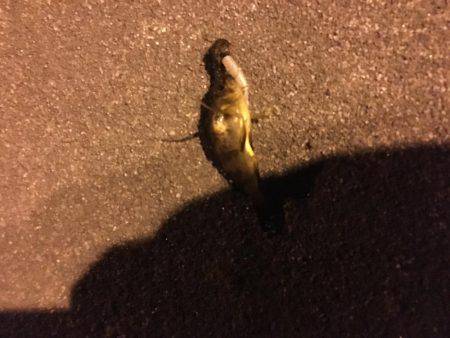 初釣りメバリング