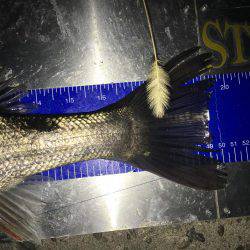 シーバスナイトゲーム