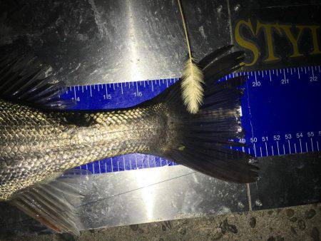 シーバスナイトゲーム