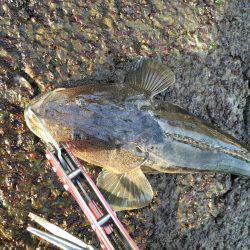 フラフラっとフィッシュ