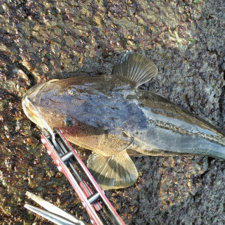 フラフラっとフィッシュ