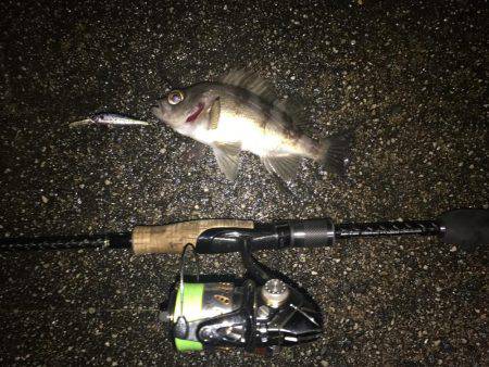 シャッドにメバル