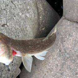 フラットフィッシュ