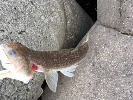 フラットフィッシュ