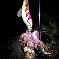 コウイカ狙いで