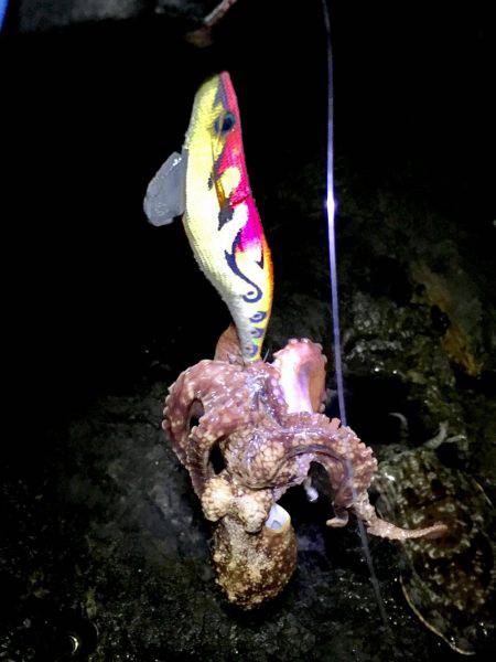 コウイカ狙いで