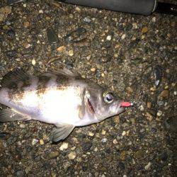 アジとメバルとガシラと