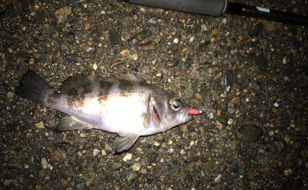 アジとメバルとガシラと