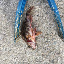 アジがいました