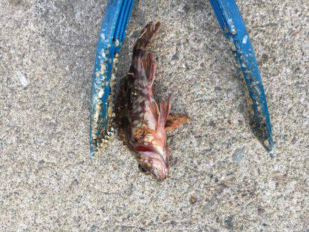 アジがいました