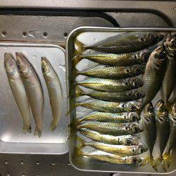 落ちギスも終わり?