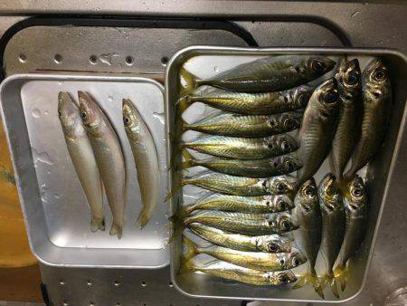 落ちギスも終わり?