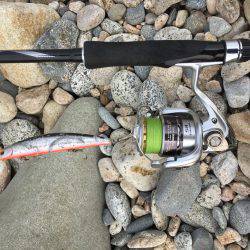 サーフシーバス