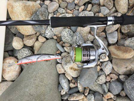 サーフシーバス