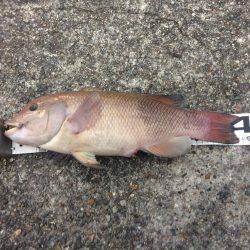 今日から戎さんやん(投げ練10日目)